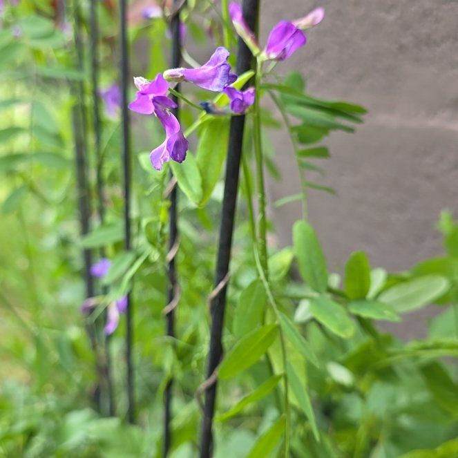 Photo of the plant species Garden Vetch by @WinKaro69 named Beckham on Greg, the plant care app