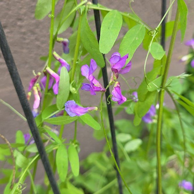 Photo of the plant species Garden Vetch by @WinKaro69 named Kobe on Greg, the plant care app