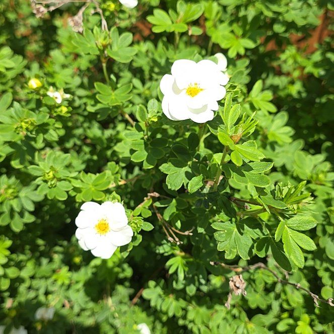 Photo of the plant species Potentilla 'Suke' by @WinKaro69 named Sproutacus on Greg, the plant care app