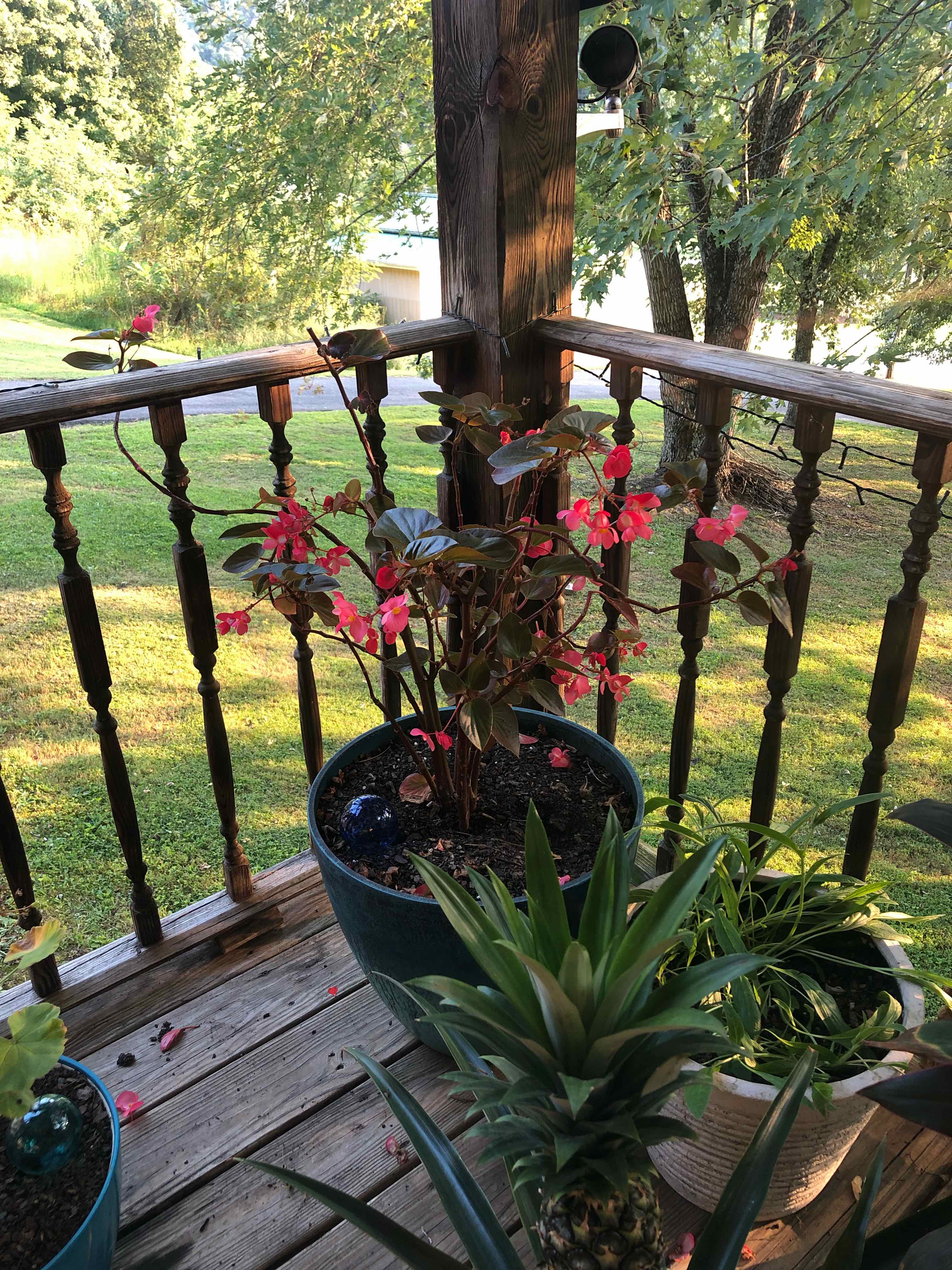 Potted Clubed Begonia with red flowers on a wooden deck, healthy and vibrant.
