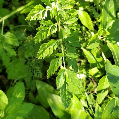 Photo of the plant species Cow Parsley by @FunCarrot4 named Nemo on Greg, the plant care app