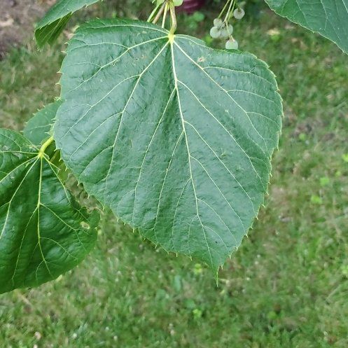 Photo of the plant species Littleleaf Linden by @FunCarrot4 named Lebron on Greg, the plant care app