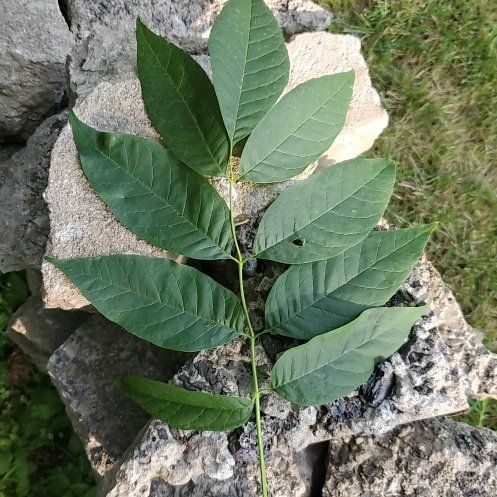 Photo of the plant species Ash Tree by @FunCarrot4 named Dolores on Greg, the plant care app