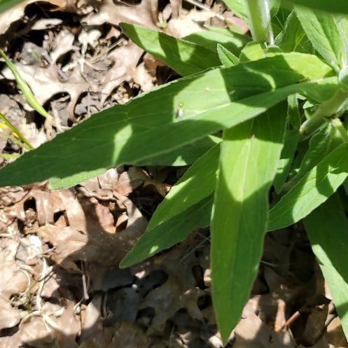 Photo of the plant species Martagon Lily by @FunCarrot4 named Surya on Greg, the plant care app