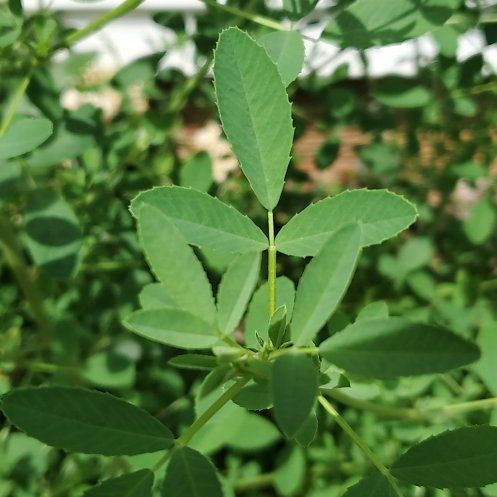 Photo of the plant species Bokhara Clover by @FunCarrot4 named Keanu Leaves on Greg, the plant care app