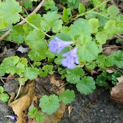 Photo of the plant species Creeping Charlie by @FunCarrot4 named Pax on Greg, the plant care app