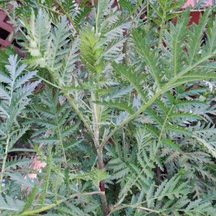 Photo of the plant species Golden Buttons by @GemSilkvine57 named Forrest on Greg, the plant care app