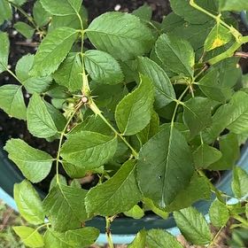 Photo of the plant species Make Me Blush Rose by @ZanyTauhinu1 named Pax on Greg, the plant care app