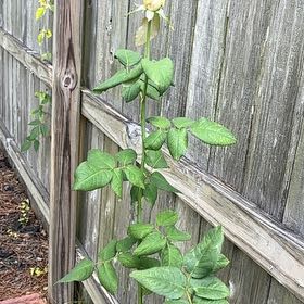 Photo of the plant species Mint Julep Rose by @ZanyTauhinu1 named Tupot amaroot on Greg, the plant care app
