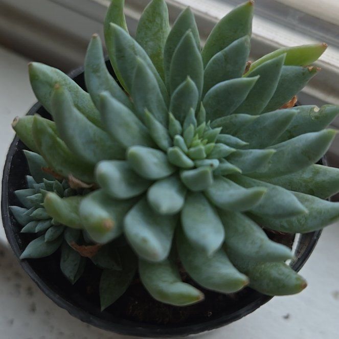 Photo of the plant species Sedeveria 'Fanfare' by @QuickPuka78 named da Vinci on Greg, the plant care app