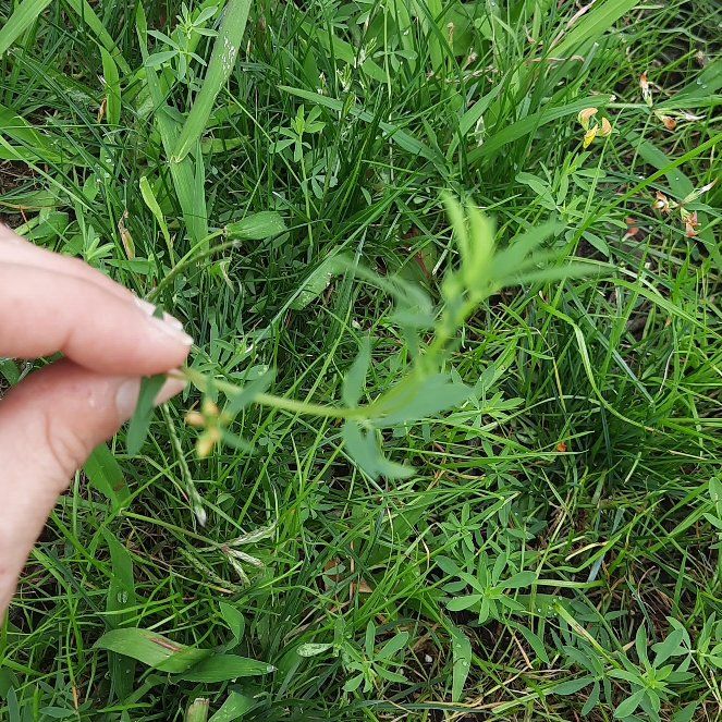 Photo of the plant species Alfalfa by @GoodRedsword20 named Bella on Greg, the plant care app