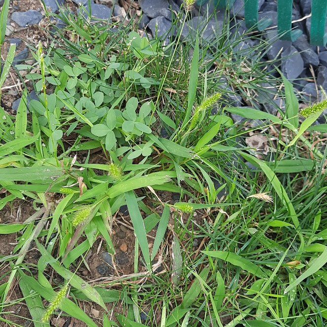 Photo of the plant species Witch-Grass by @GoodRedsword20 named Baesil on Greg, the plant care app