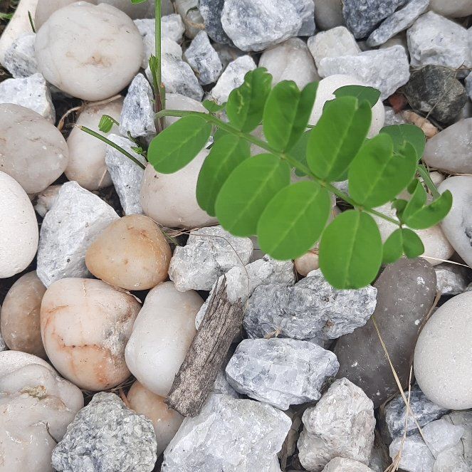 Photo of the plant species Securigera Varia by @GoodRedsword20 named McKinley on Greg, the plant care app