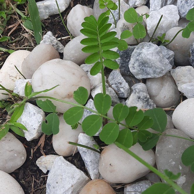 Photo of the plant species Securigera Varia by @GoodRedsword20 named Sigmund on Greg, the plant care app