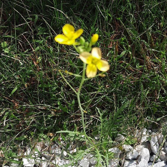 Photo of the plant species Field Mustard by @GoodRedsword20 named Winston on Greg, the plant care app