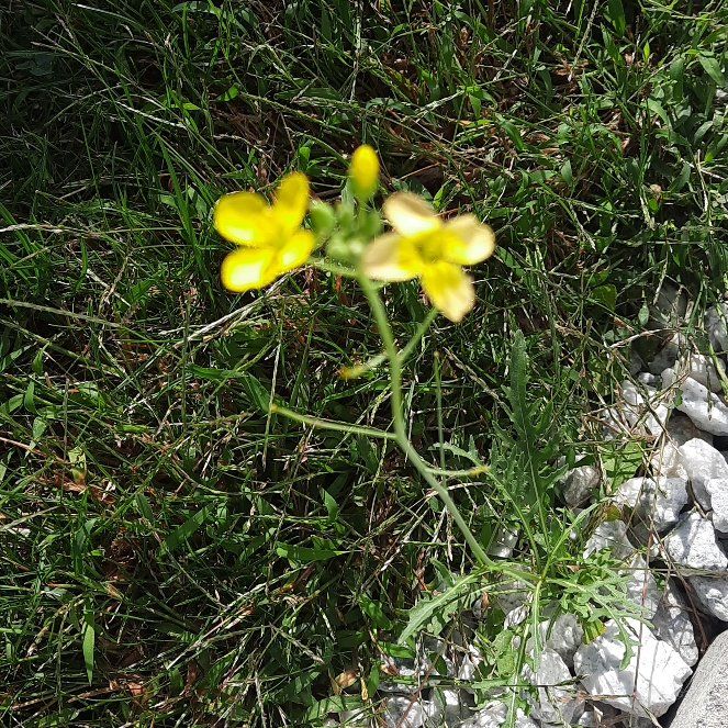 Photo of the plant species Field Mustard by @GoodRedsword20 named Lavender on Greg, the plant care app