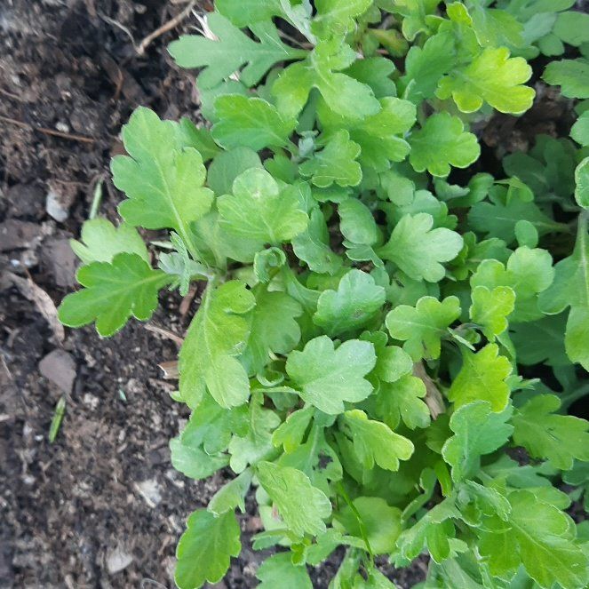 Photo of the plant species Greater Celandine by @GoodRedsword20 named Duke on Greg, the plant care app