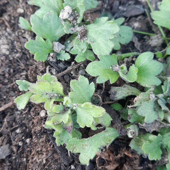 Photo of the plant species Capeweed by @GoodRedsword20 named Lola on Greg, the plant care app