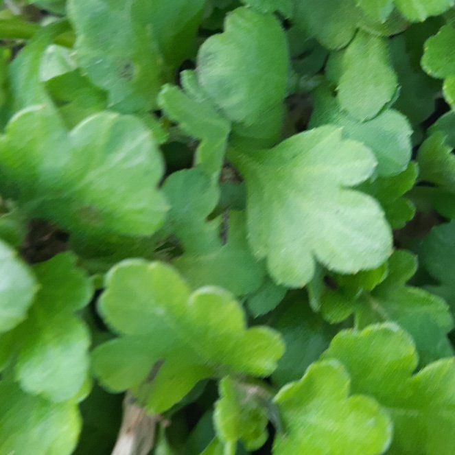 Photo of the plant species Creeping Charlie by @GoodRedsword20 named Einstein on Greg, the plant care app