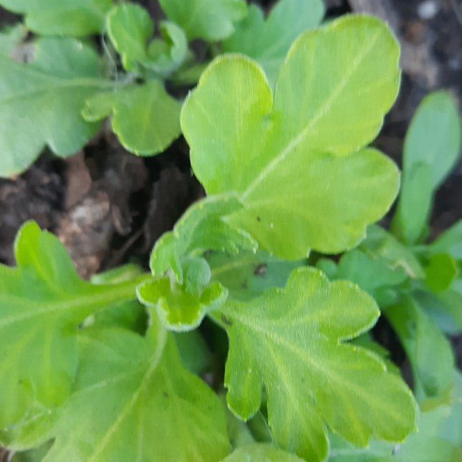 Photo of the plant species New Zealand Spinach by @GoodRedsword20 named Orlando Bloom on Greg, the plant care app