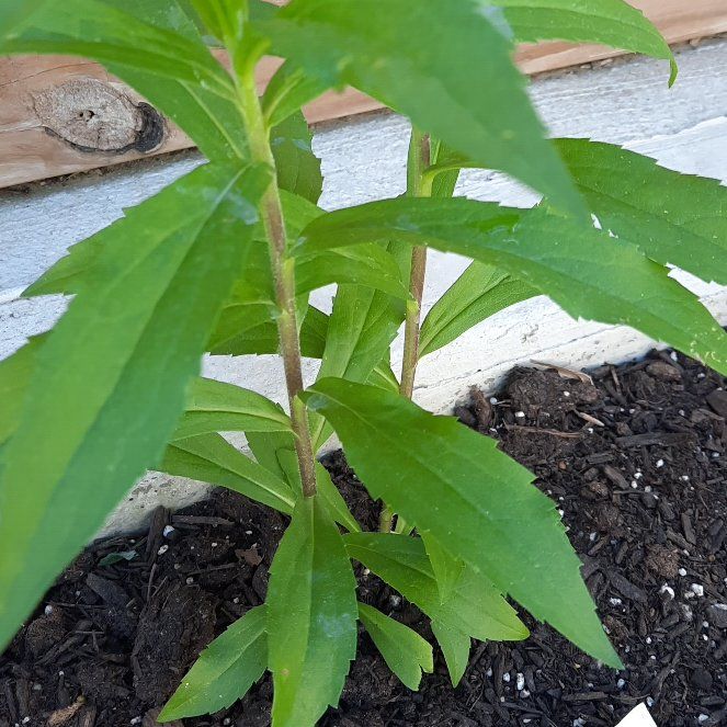 Photo of the plant species Wrinkleleaf Goldenrod by @GoodRedsword20 named Luna on Greg, the plant care app