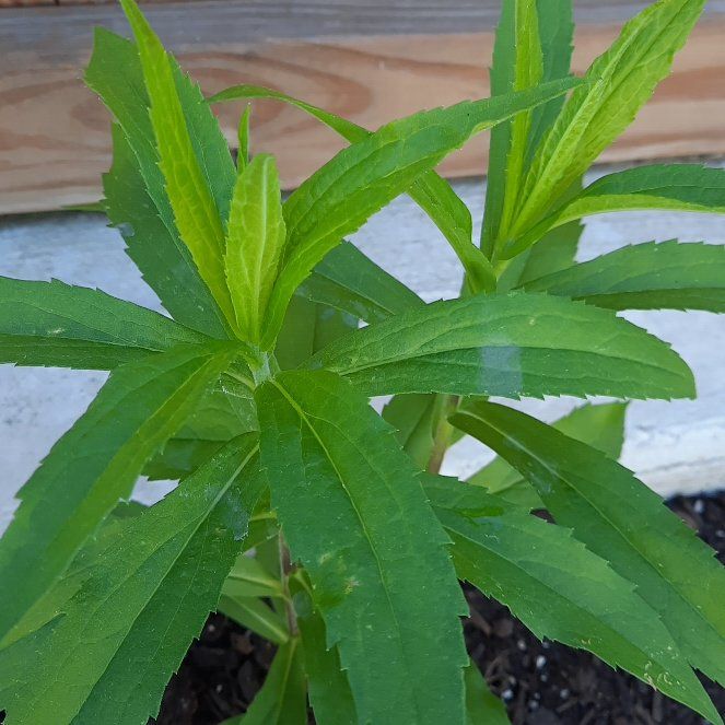 Photo of the plant species Rough Canada Goldenrod by @GoodRedsword20 named Delilah on Greg, the plant care app