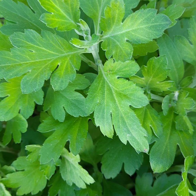 Photo of the plant species Naughty Man by @GoodRedsword20 named Elle on Greg, the plant care app