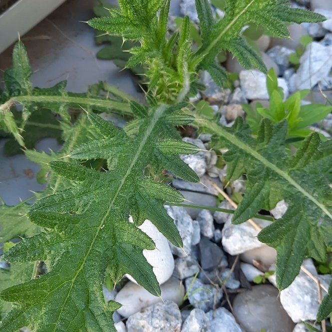 Photo of the plant species Spear Thistle by @GoodRedsword20 named Sage on Greg, the plant care app