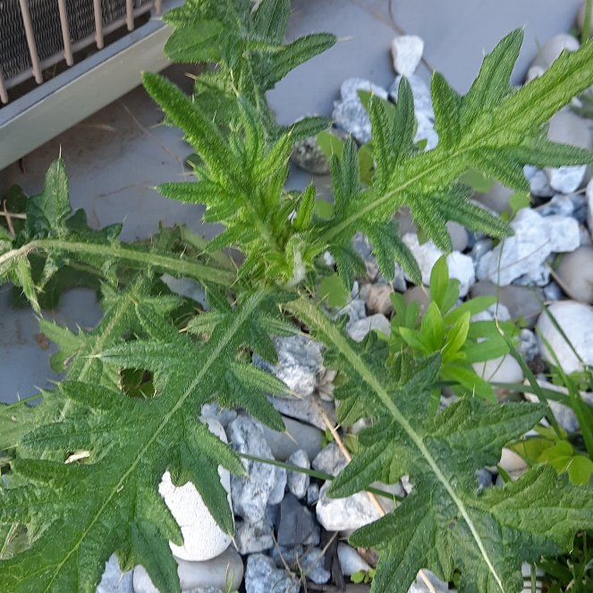 Photo of the plant species Spear Thistle by @GoodRedsword20 named James Dean on Greg, the plant care app