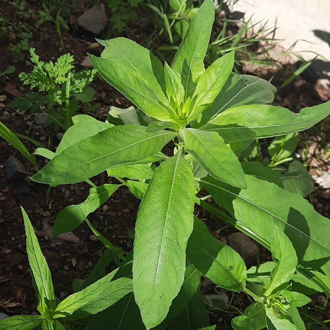 Photo of the plant species False Daisy by @GoodRedsword20 named Anne on Greg, the plant care app