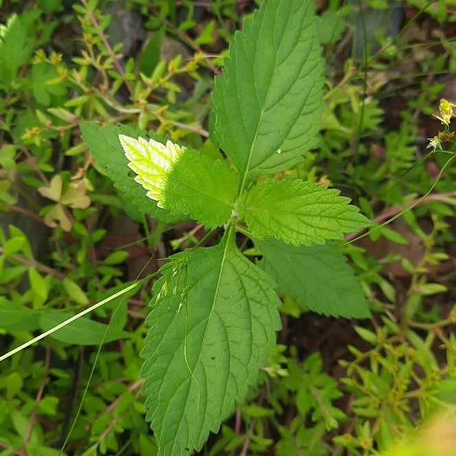Photo of the plant species Japanese Hop by @GoodRedsword20 named Curie on Greg, the plant care app