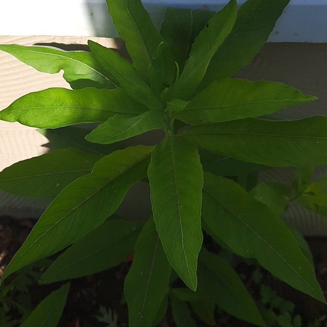 Photo of the plant species Gooseneck Loosestrife by @GoodRedsword20 named Messi on Greg, the plant care app