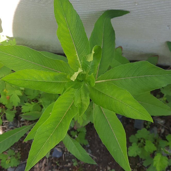 Photo of the plant species Common Evening-Primrose by @GoodRedsword20 named Keanu Leaves on Greg, the plant care app