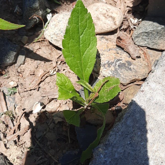 Photo of the plant species Wrinkleleaf Goldenrod by @GoodRedsword20 named Mollie on Greg, the plant care app