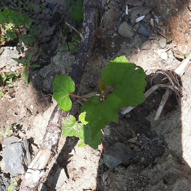 Photo of the plant species Muscadine Grape by @GoodRedsword20 named Aria on Greg, the plant care app
