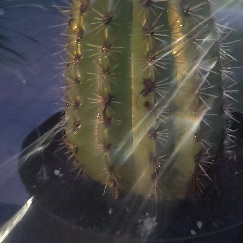 Photo of the plant species Sun Goddess Barrel Cactus by @RulerKonjac26 named Sahara on Greg, the plant care app