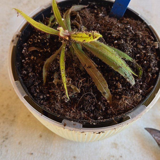 Photo of the plant species Lance-leaved Sundew by @HotPinkpoui29 named Addie on Greg, the plant care app