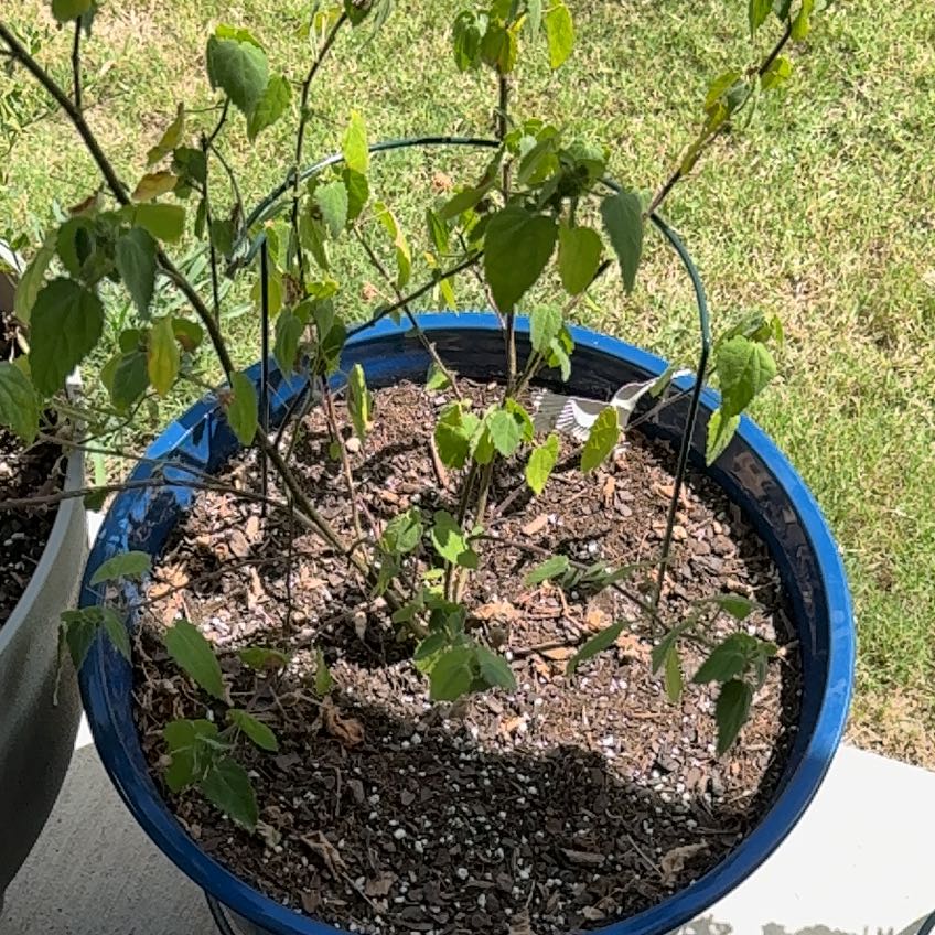 Photo of the plant species Pink Rock Rose by Mikala named Terra on Greg, the plant care app