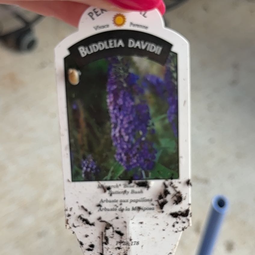 Photo of the plant species Butterfly Bush 'BuzzTM Velvet' by Mikala named Harry on Greg, the plant care app