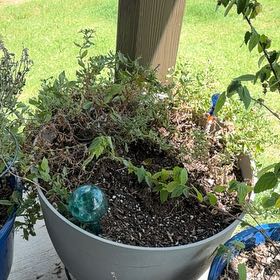 Photo of the plant species Petunia 'Supertunia Vista Bubblegum' by Mikala named Gobi on Greg, the plant care app