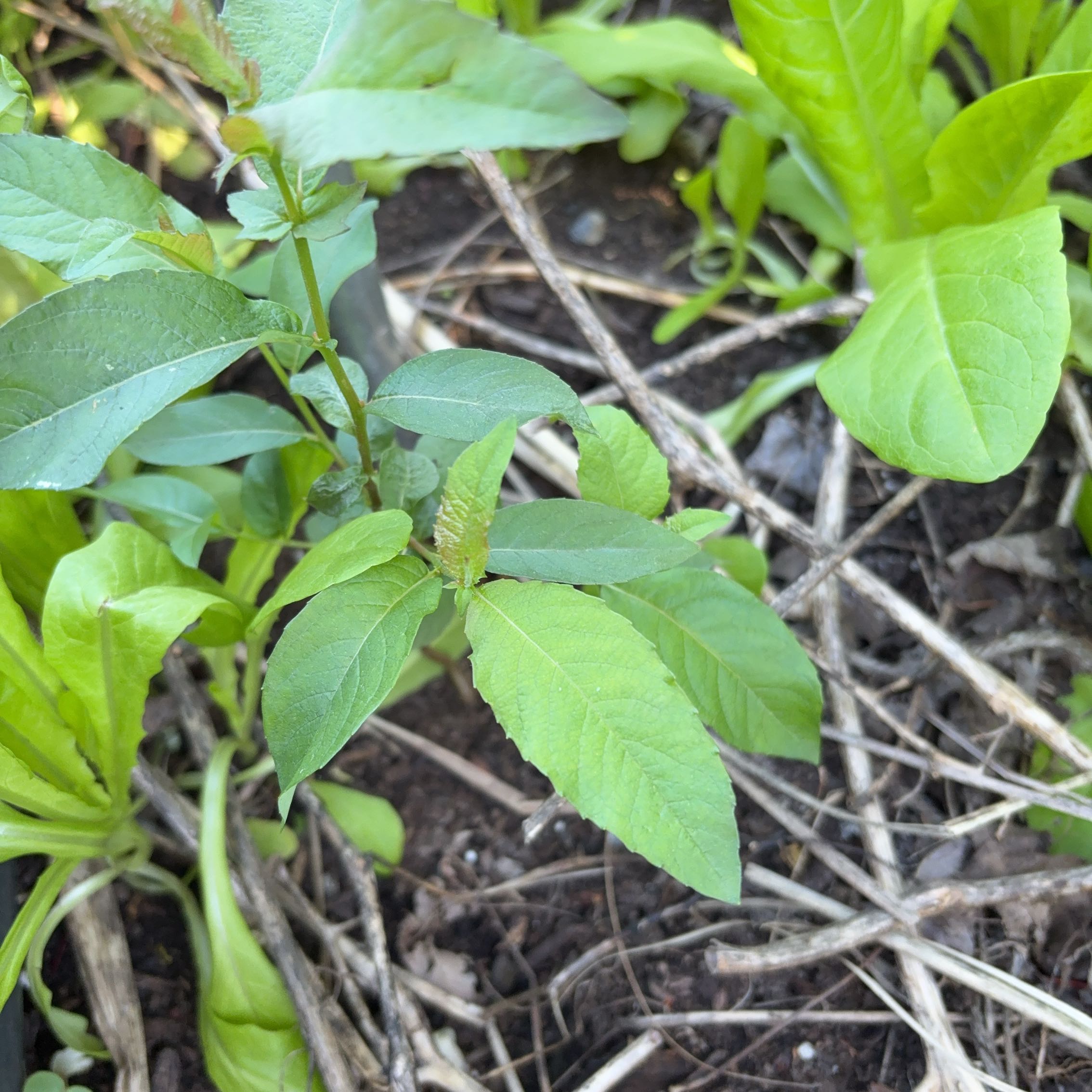 Photo of the plant species Anamu by @AlertFlamelily named Dax on Greg, the plant care app