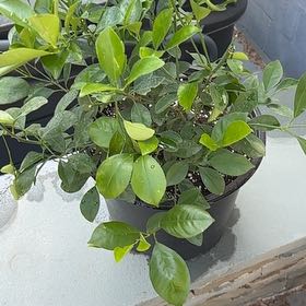 Photo of the plant species Calamondin by @FreeOleander42 named Harper on Greg, the plant care app