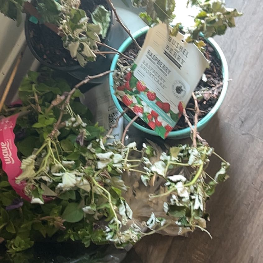 Photo of the plant species Raspberry Shortcake by @EnrichingEndive named Ronaldo on Greg, the plant care app