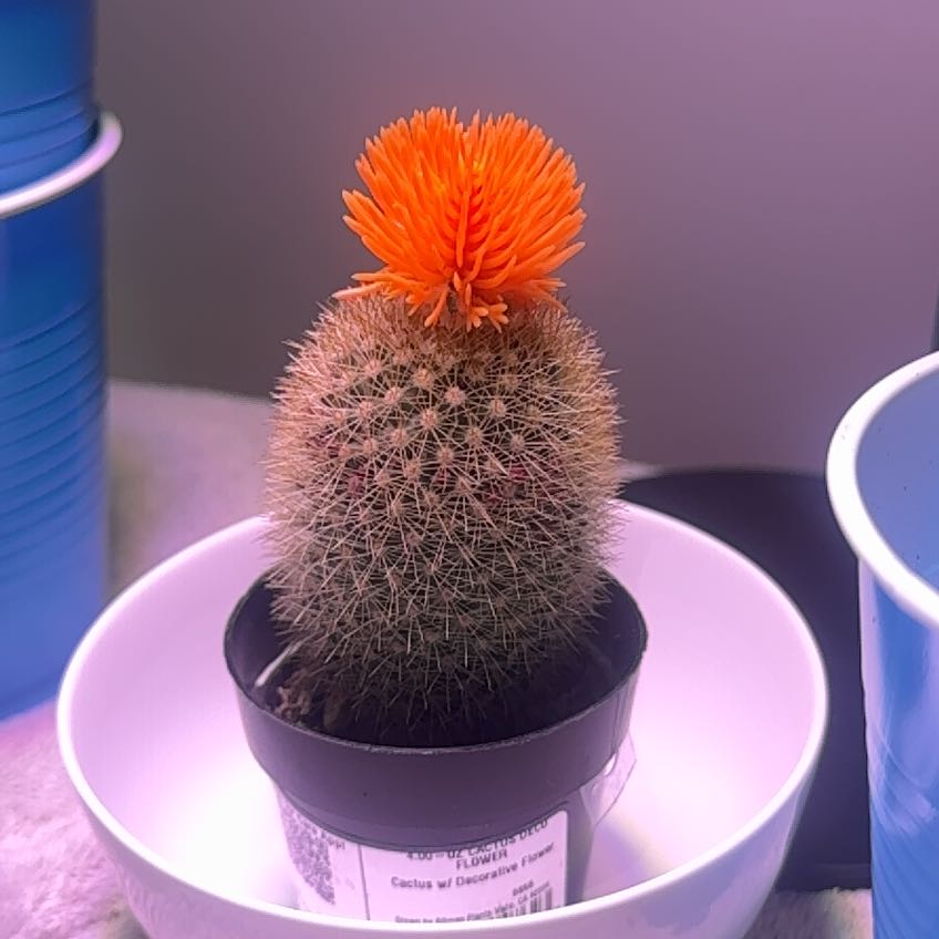 Photo of the plant species cactus by @TommyD named Señor Segura Junior on Greg, the plant care app