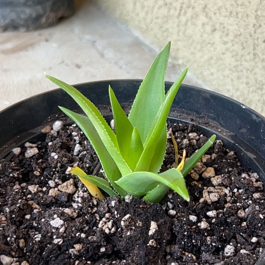 Photo of the plant species Aloe ciliaris by @BigChisme5 named Surya on Greg, the plant care app
