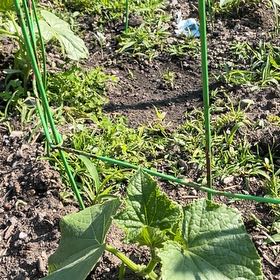 Photo of the plant species European Birthwort by @RadSoursop58 named Sage on Greg, the plant care app