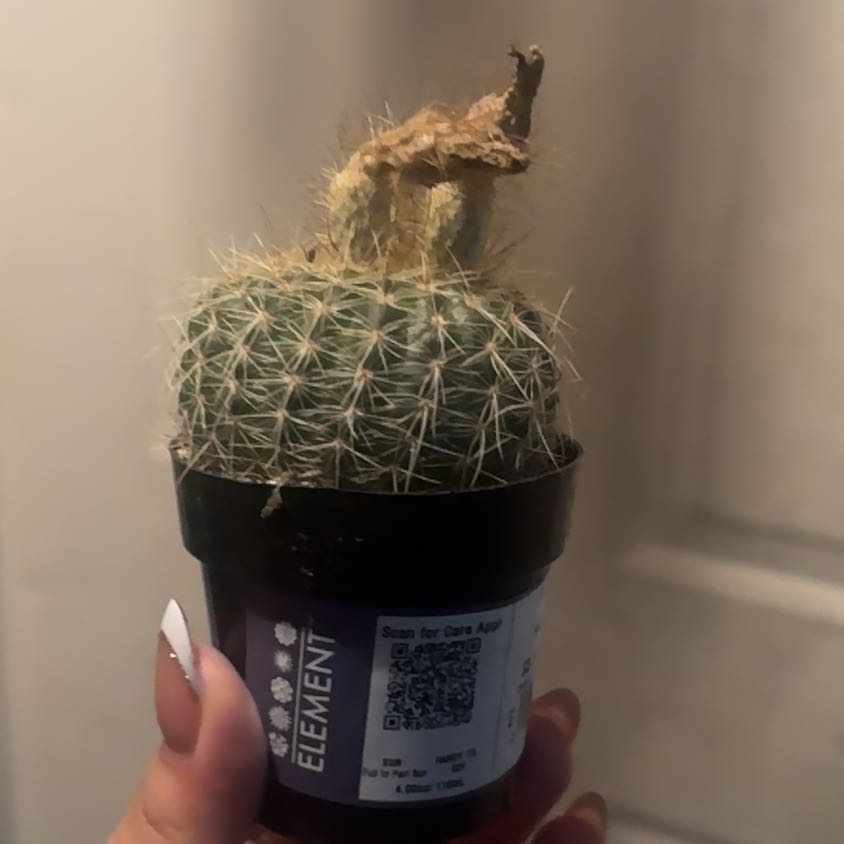 Photo of the plant species Notocactus elegans by @HotRedclaws88 named Darwin on Greg, the plant care app