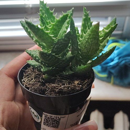 Photo of the plant species Aloe squarrosa by @WinPuriri41 named Orwell on Greg, the plant care app