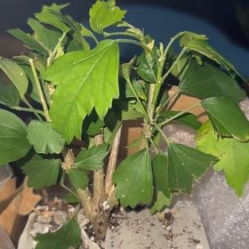 Photo of the plant species Purple Pillar Rose of Sharon by @TimelyRosea60 named Rosa on Greg, the plant care app