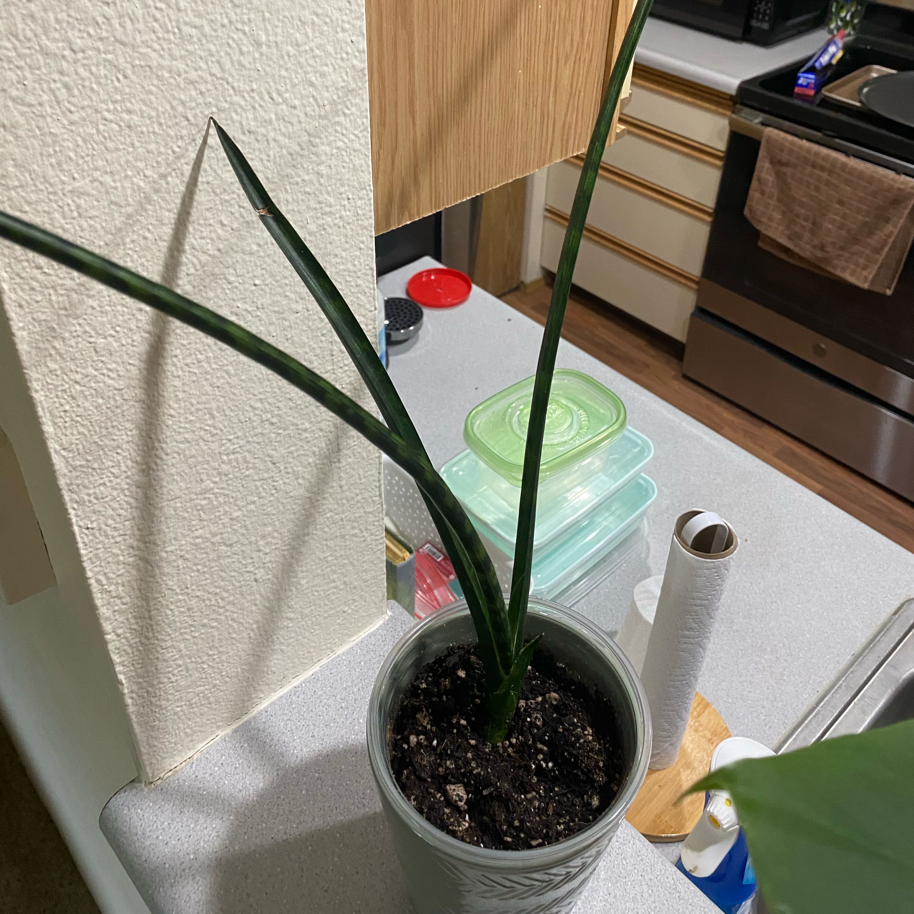 Photo of the plant species Sanseveria fernwood by @PetAnacua59 named Nithin on Greg, the plant care app